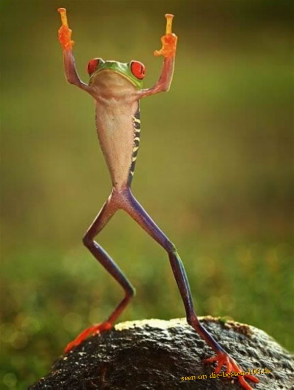 Die besten 100 Bilder in der Kategorie amphibien: Tanzender Frosch