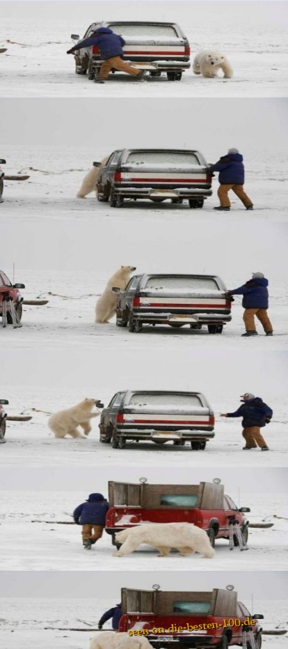 Fange Spielen mit EisbÃ¤r