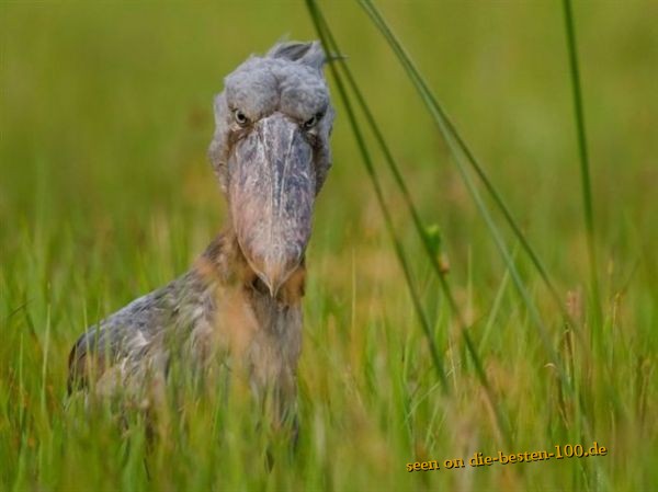 Die besten 100 Bilder in der Kategorie voegel: PrÃ¤historischer Vogel oder einfach hÃ¤sslich