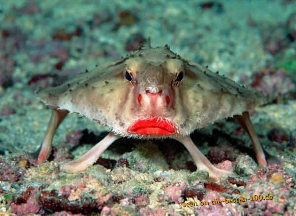 Die besten 100 Bilder in der Kategorie fische_und_meer: Walking Fish Crap