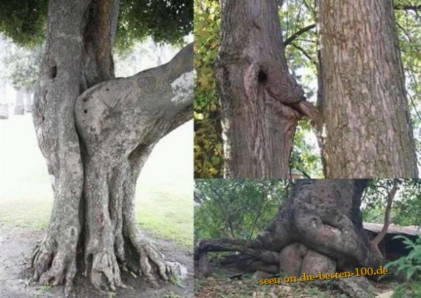 Die besten 100 Bilder in der Kategorie baeume: Tree-Porn-Style