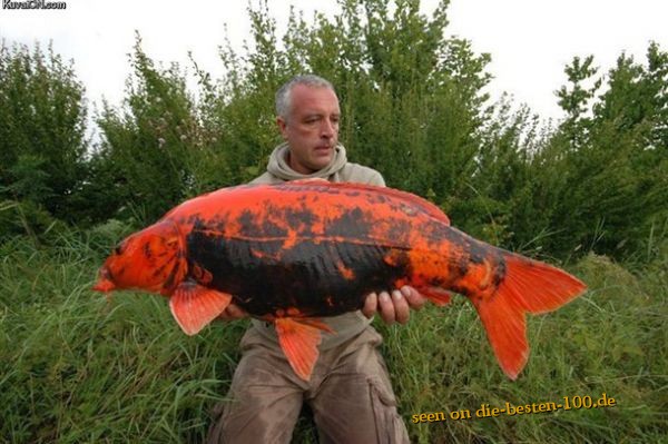 Riesen Goldfisch