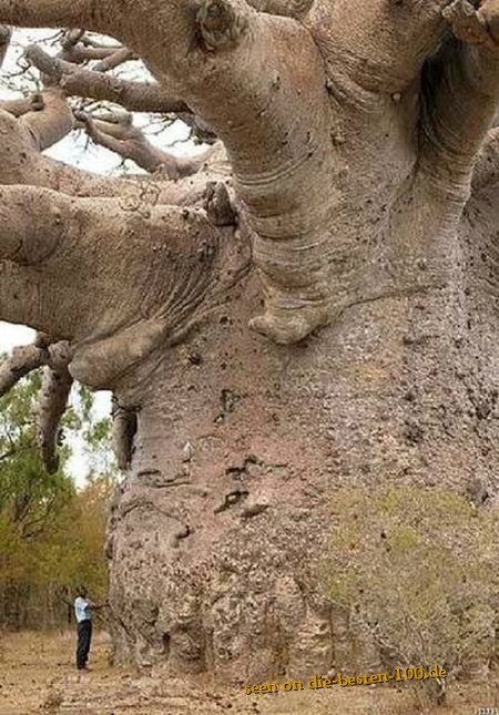 Die besten 100 Bilder in der Kategorie baeume: Riesen Baum - Affenbrotbaum?
