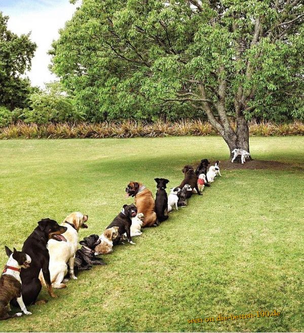 Die besten 100 Bilder in der Kategorie hunde: Hunde-Schlange - Only one Tree