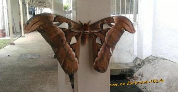Riesen Schmetterling