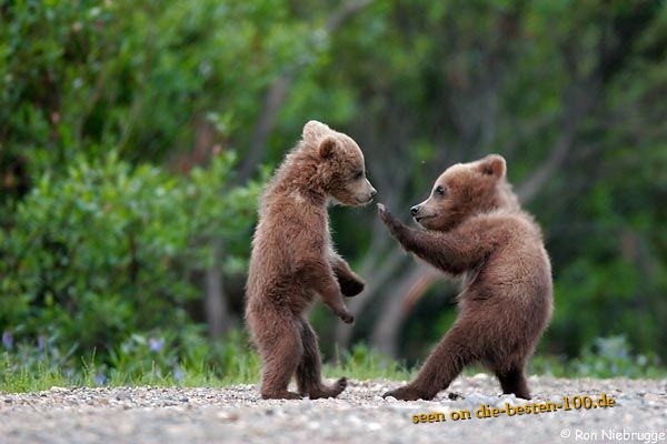 Die besten 100 Bilder in der Kategorie tiere: BÃ¤ren Karate Kampf