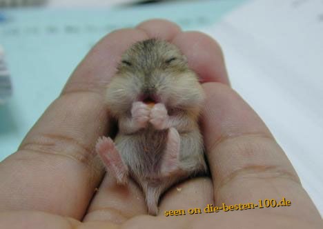 Die besten 100 Bilder in der Kategorie tiere: Hamster Baby