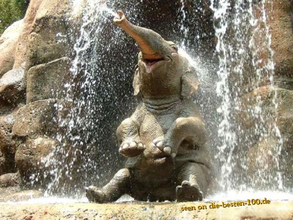 Die besten 100 Bilder in der Kategorie tiere: Elefanten Baby hat Spass