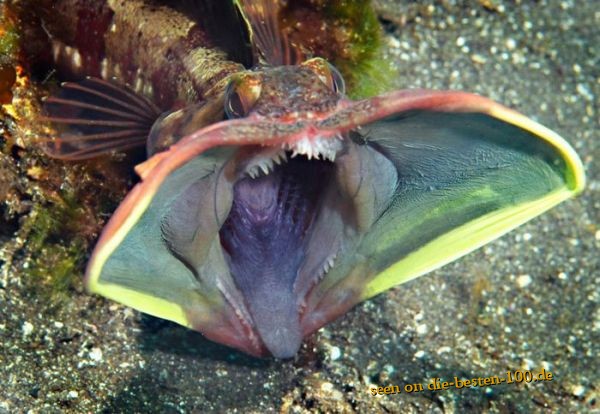 Die besten 100 Bilder in der Kategorie fische_und_meer: Drachen-GroÃmaul-Fisch