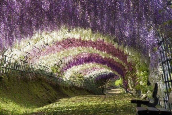 Die besten 100 Bilder in der Kategorie wohnen: BlÃ¼tentunnel