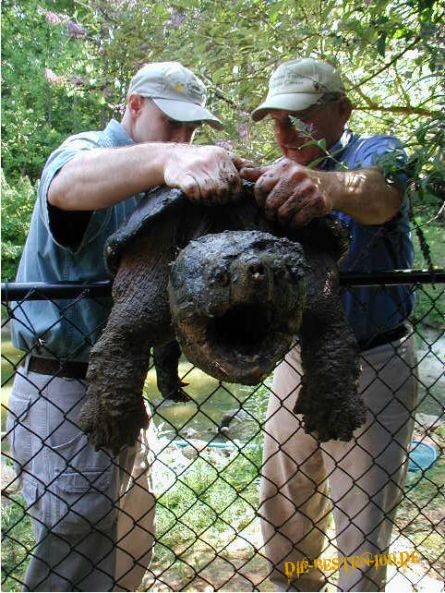 Die besten 100 Bilder in der Kategorie tiere: SchildkrÃ¶te