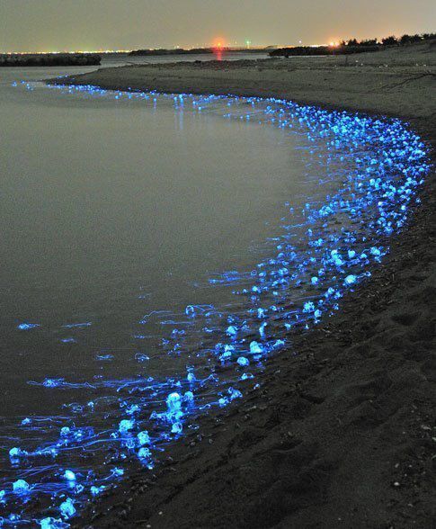 Die besten 100 Bilder in der Kategorie fische_und_meer: Fluoreszierende Quallen