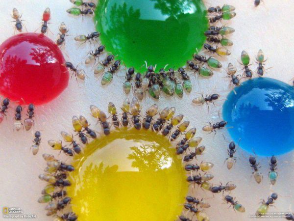 Die besten 100 Bilder in der Kategorie insekten: Bunte Ameisen