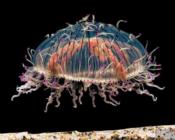 Die besten 100 Bilder in der Kategorie allgemein: Unterwasser Alien