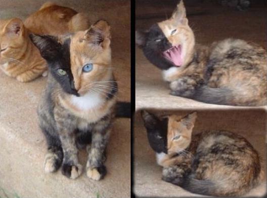 Die besten 100 Bilder in der Kategorie katzen: 2 Gesichter Katze