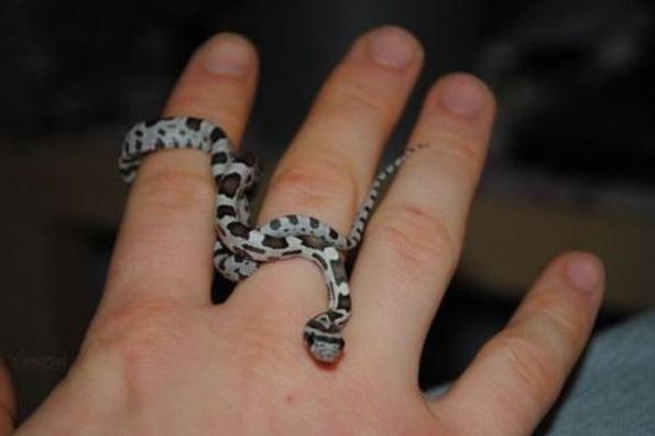 Mini Schlange - Baby Snake