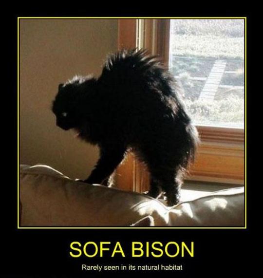 Die besten 100 Bilder in der Kategorie katzen: Sofa Bison