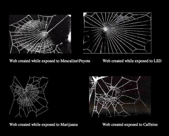 Die besten 100 Bilder in der Kategorie spinnentiere: Spinnennetze weben unter Drogen 