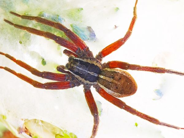 Die besten 100 Bilder in der Kategorie spinnentiere: SchÃ¶ne rotbeinige Spinne