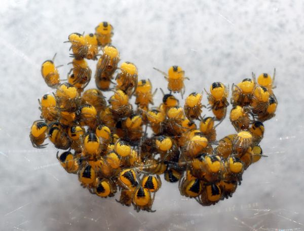 Araneus diadematus - baby spiders
