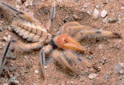Die besten 100 Bilder in der Kategorie spinnentiere: Camel Spider