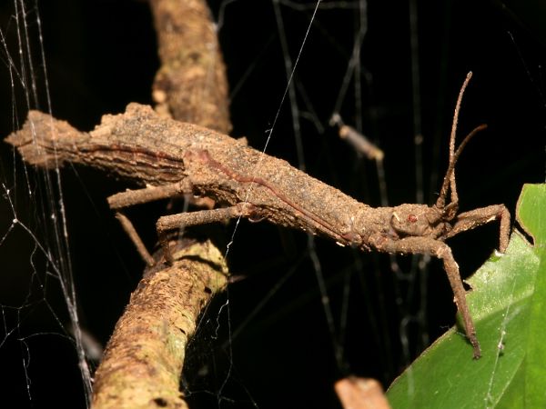 Die besten 100 Bilder in der Kategorie insekten: Stab Heuschrecke