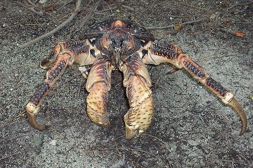 Die besten 100 Bilder in der Kategorie fische_und_meer: GrÃ¶Ãte Krabbe der Welt - Cocosnuss Krabbe