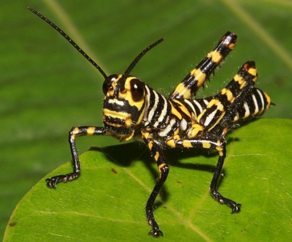 Die besten 100 Bilder in der Kategorie insekten: GefÃ¤hrliche Heuschrecke