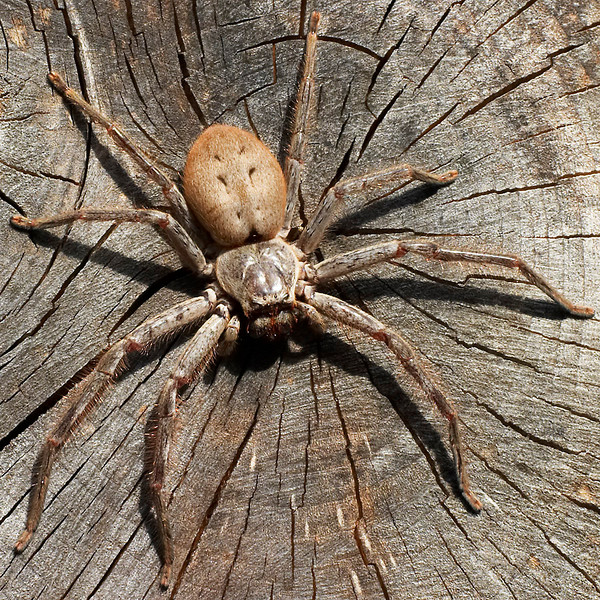 Die besten 100 Bilder in der Kategorie spinnentiere: Huntsman Spider Isopeda vasta