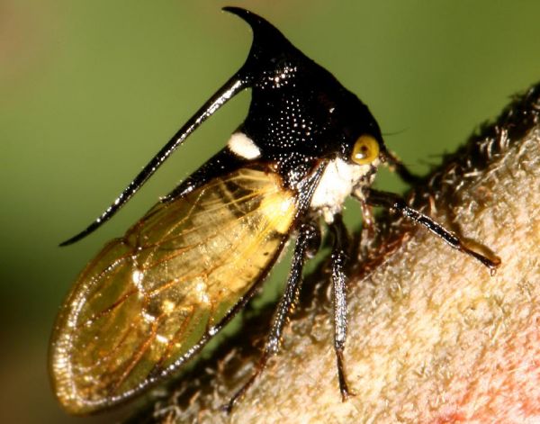 Die besten 100 Bilder in der Kategorie insekten: Ijen Treehopper
