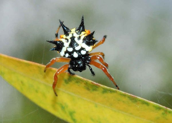 Die besten 100 Bilder in der Kategorie spinnentiere: Jewel Spider
