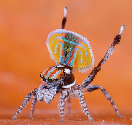 Die besten 100 Bilder in der Kategorie spinnentiere: Spring Spinne
