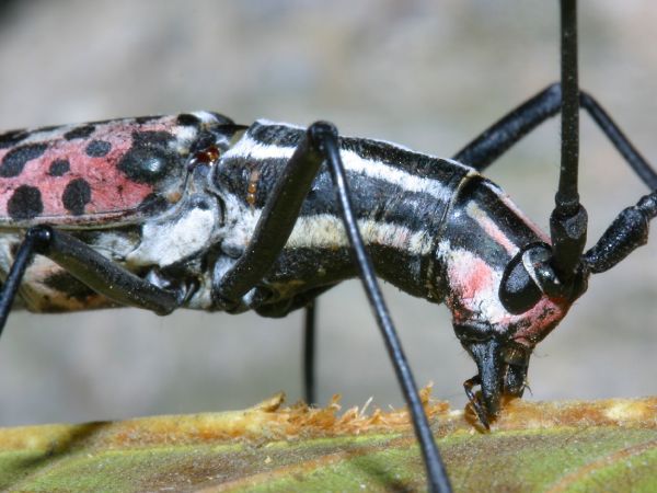 Die besten 100 Bilder in der Kategorie insekten: Macrochenus Isabellinus