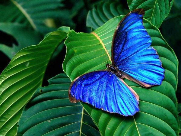 Die besten 100 Bilder in der Kategorie insekten: Blauer Schmetterling