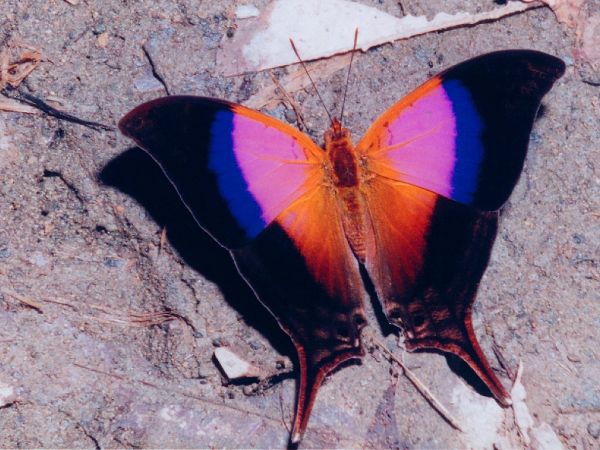 SchÃ¶ner Schmetterling - Marpesia Iole