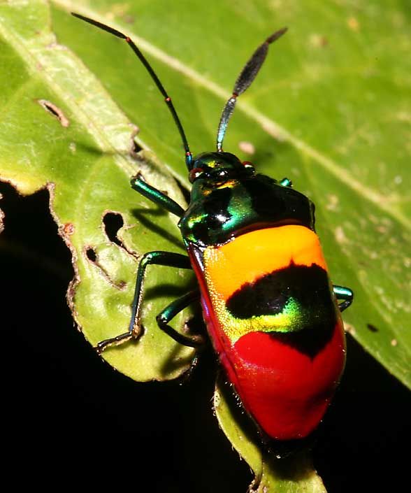 Die besten 100 Bilder in der Kategorie insekten: Bunter KÃ¤fer von den Philipinen