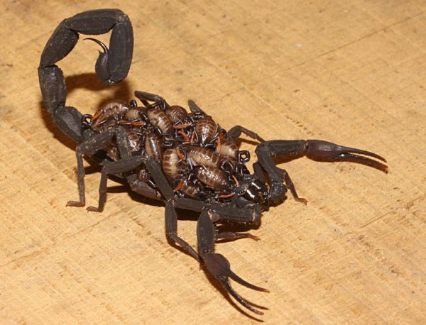 Die besten 100 Bilder in der Kategorie insekten: Skorpions Familie