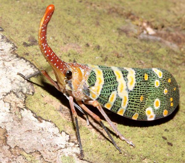 Die besten 100 Bilder in der Kategorie insekten: Nasen KÃ¤fer