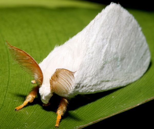 Die besten 100 Bilder in der Kategorie insekten: Weisser Sulawesi Nachtfalter
