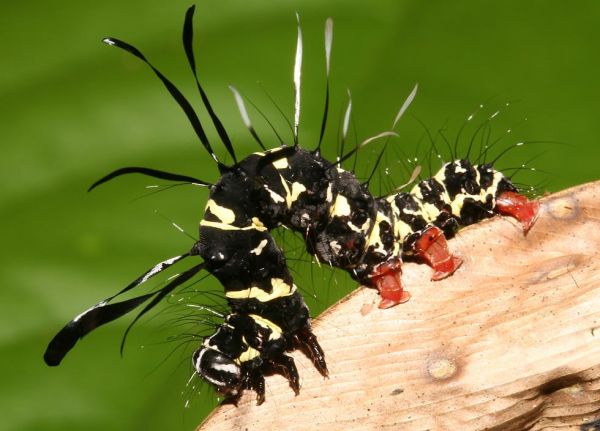 Die besten 100 Bilder in der Kategorie insekten: Tinolius Eburneigutta