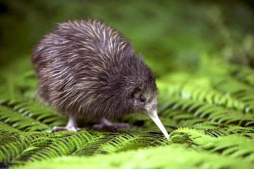 Die besten 100 Bilder in der Kategorie voegel: Papaya - Ã¤h Kiwi?