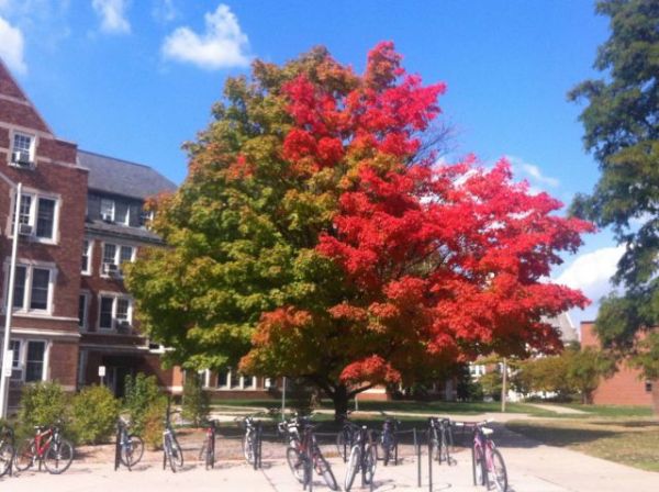 Die besten 100 Bilder in der Kategorie baeume: Halb Herbst Baum