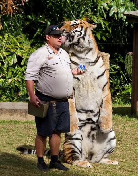 Der Mann ist auch nicht der Kleinste - Riesen Tiger