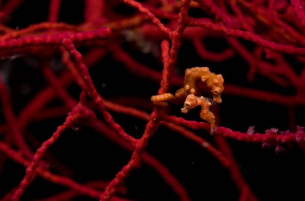 Die besten 100 Bilder in der Kategorie fische_und_meer: Baby-Seepferdchen