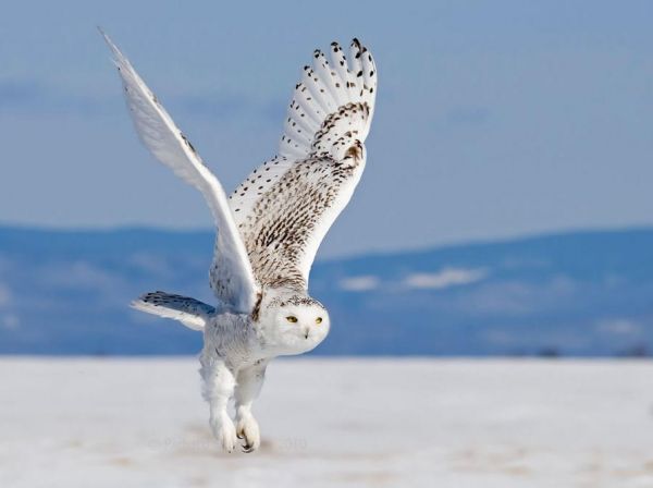 Die besten 100 Bilder in der Kategorie voegel: Schicke Schnee-Eule