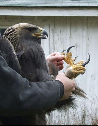 Das nennt man einen Greifvogel