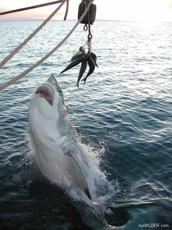 Die besten 100 Bilder in der Kategorie fische_und_meer: Hai, Beute