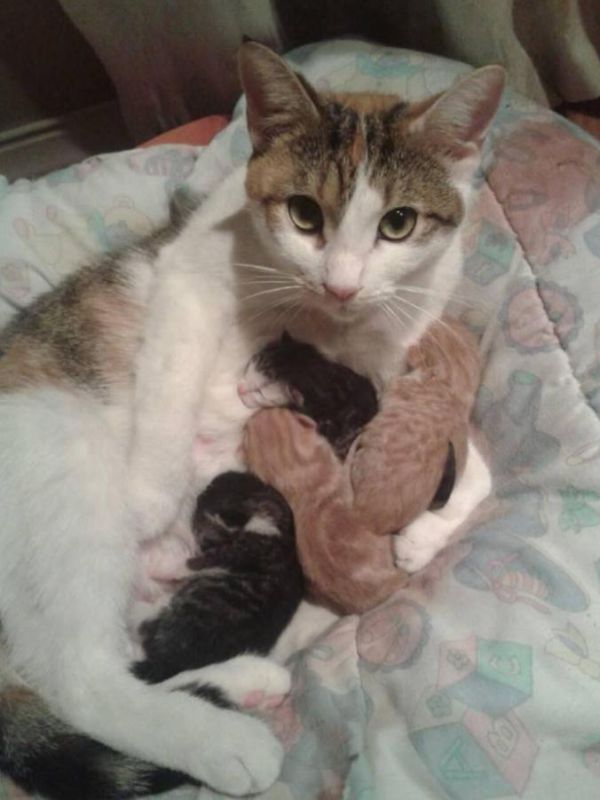Katzen-Mama mit Babies