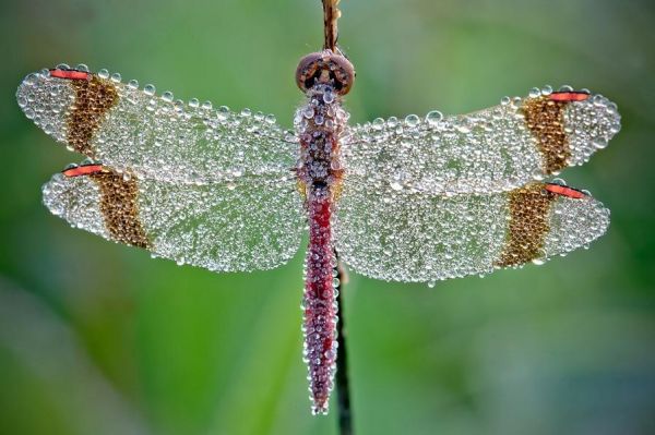 Die besten 100 Bilder in der Kategorie insekten: Libelle mit Tau Ã¼berzogen