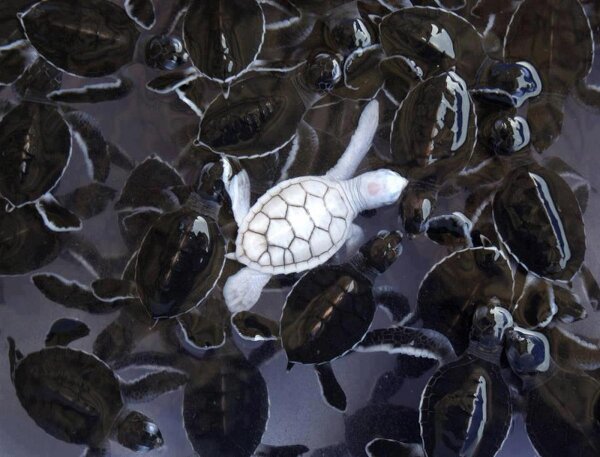 Die besten 100 Bilder in der Kategorie reptilien: Albino SchildkrÃ¶te - Melanin (Pigment) StÃ¶rung